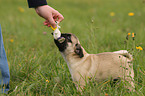 playing pug