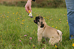 playing pug