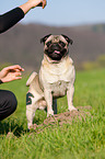 pug
