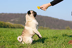 pug
