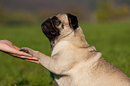 pug gives paw