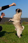 pug shows trick