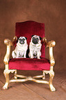 pugs