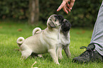 pug puppies