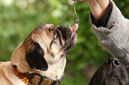 eating pug