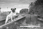 pug