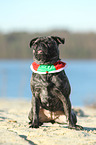 sitting Pug