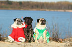 3 pugs