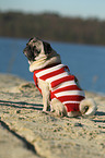 sitting pug
