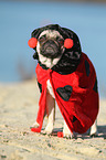 pug