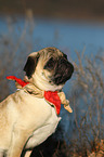 young pug