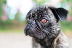 pug portrait