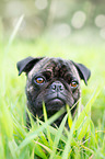 pug portrait