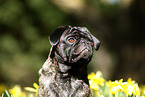 pug portrait