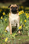 sitting pug