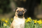 pug portrait