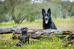 2 dogs