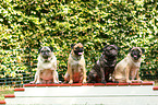 4 pugs