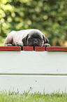 pug puppy