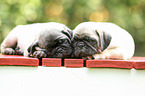 pug puppies