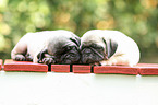 pug puppies