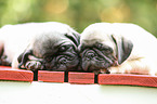 pug puppies