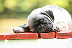 pug puppy