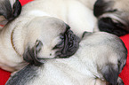 pug puppies