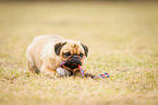 lying pug