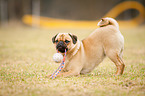 pug