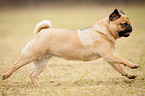 running pug