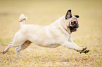 running pug