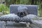 sleeping pug