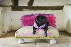 lying pug