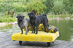 2 pugs
