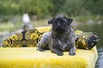 lying pug