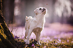 white Pug