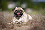 lying Pug
