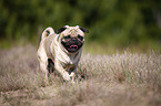 running Pug
