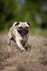 running Pug