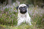 lying Pug