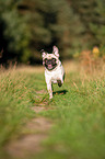 running Pug