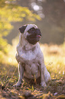 sitting Pug