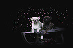 pugs