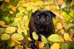 pug