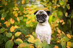 pug