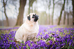 pug