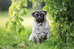 sitting Pug