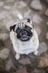 sitting Pug