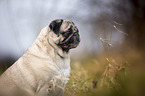 Pug Portrait